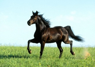 Pantera, o cavalo negro da filha do coroné Raimundo era como este.
